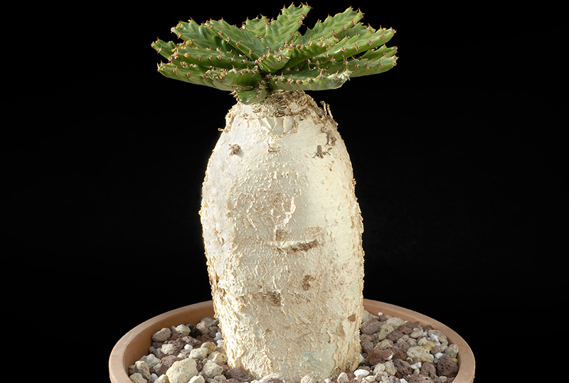 Euphorbia stellata H. Cm 14 D. 7 € 60,00.jpg